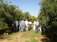 olive-oil-farm-visit-seville