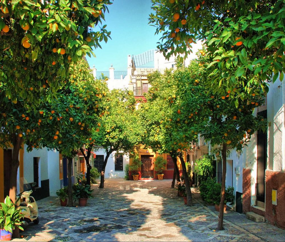 naranjos-sevilla